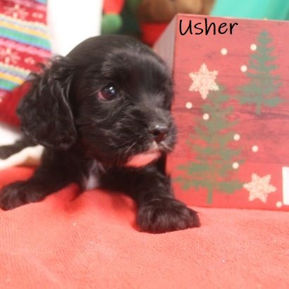 puppy, for, sale, Cockilier, Joe & Cherri  Overlease, dog, breeder, Miller, MO, dog-breeder, puppy-for-sale, forsale, nearby, find, puppyfind, locator, puppylocator, aca